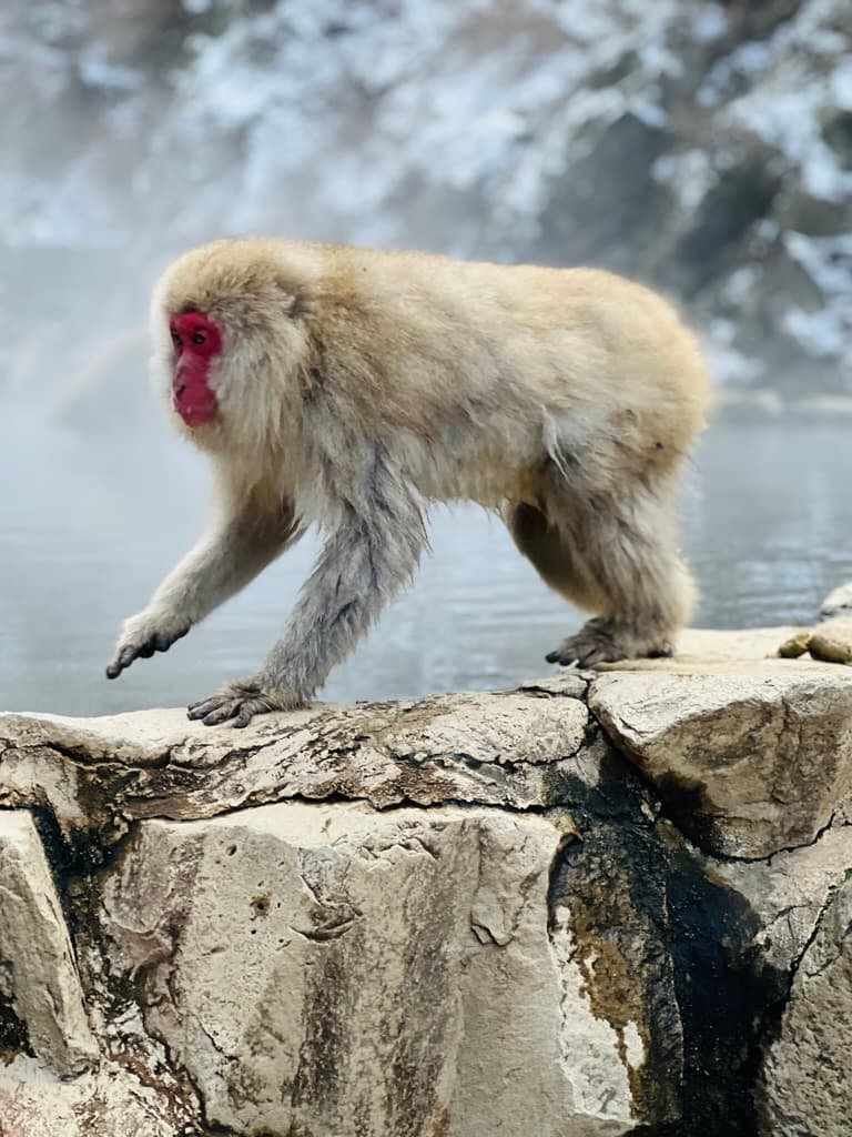 A monkey at Snow Monkey Park in front of a body of water in December in Japan.