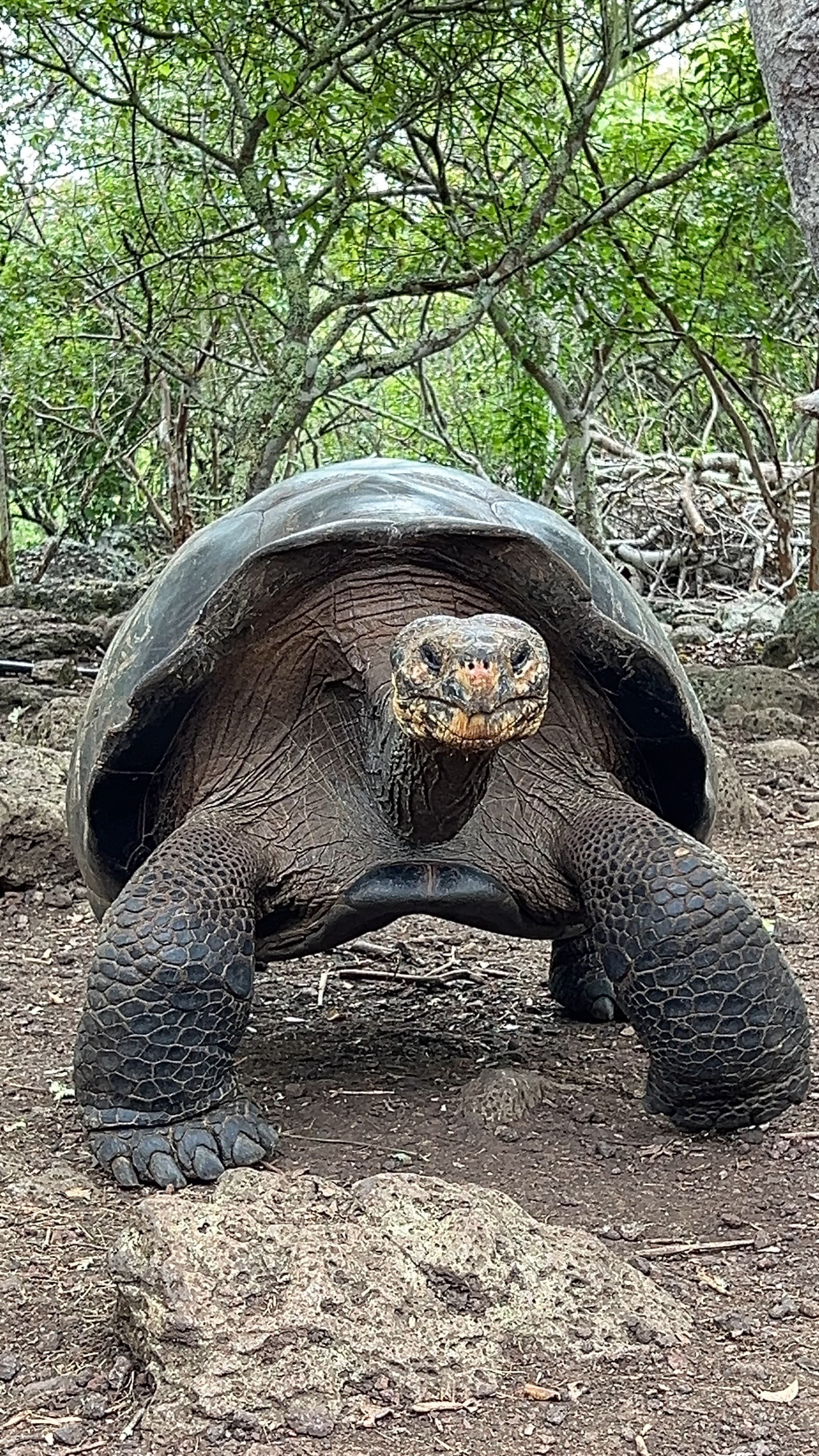 A tortoise standing, looking directly at the camera.