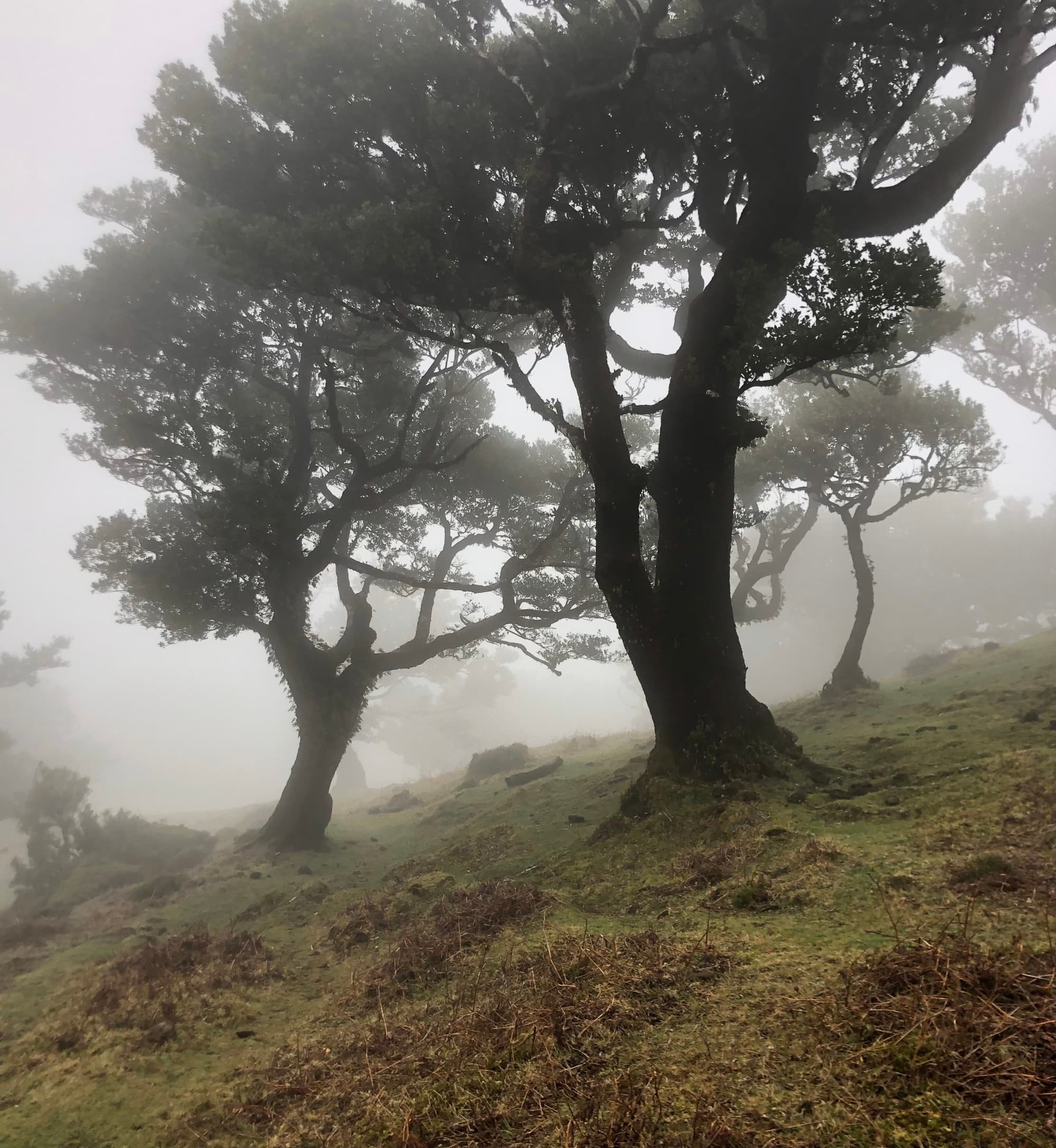 A view of foliage with large trees and foggy weather