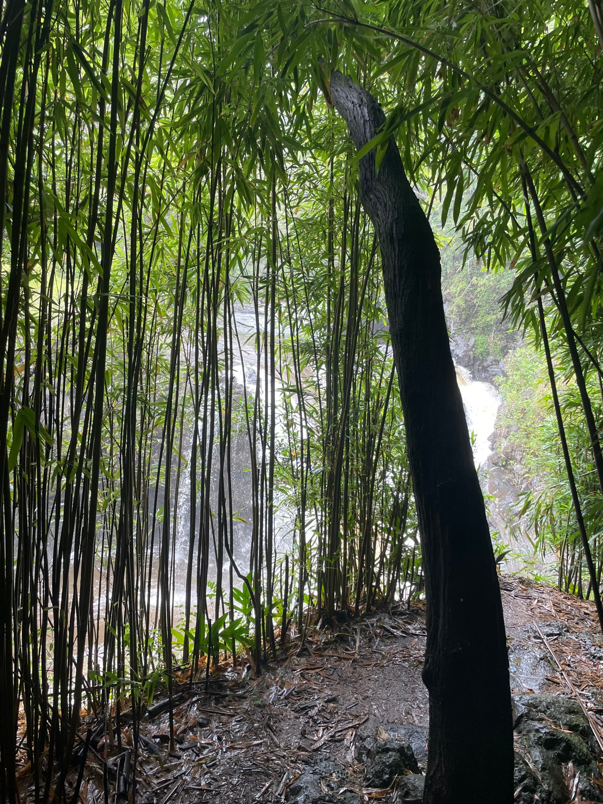 pipiwai trail - Brittany Abeyta