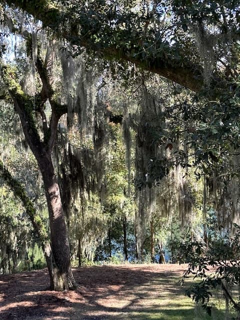 Track covered with trees