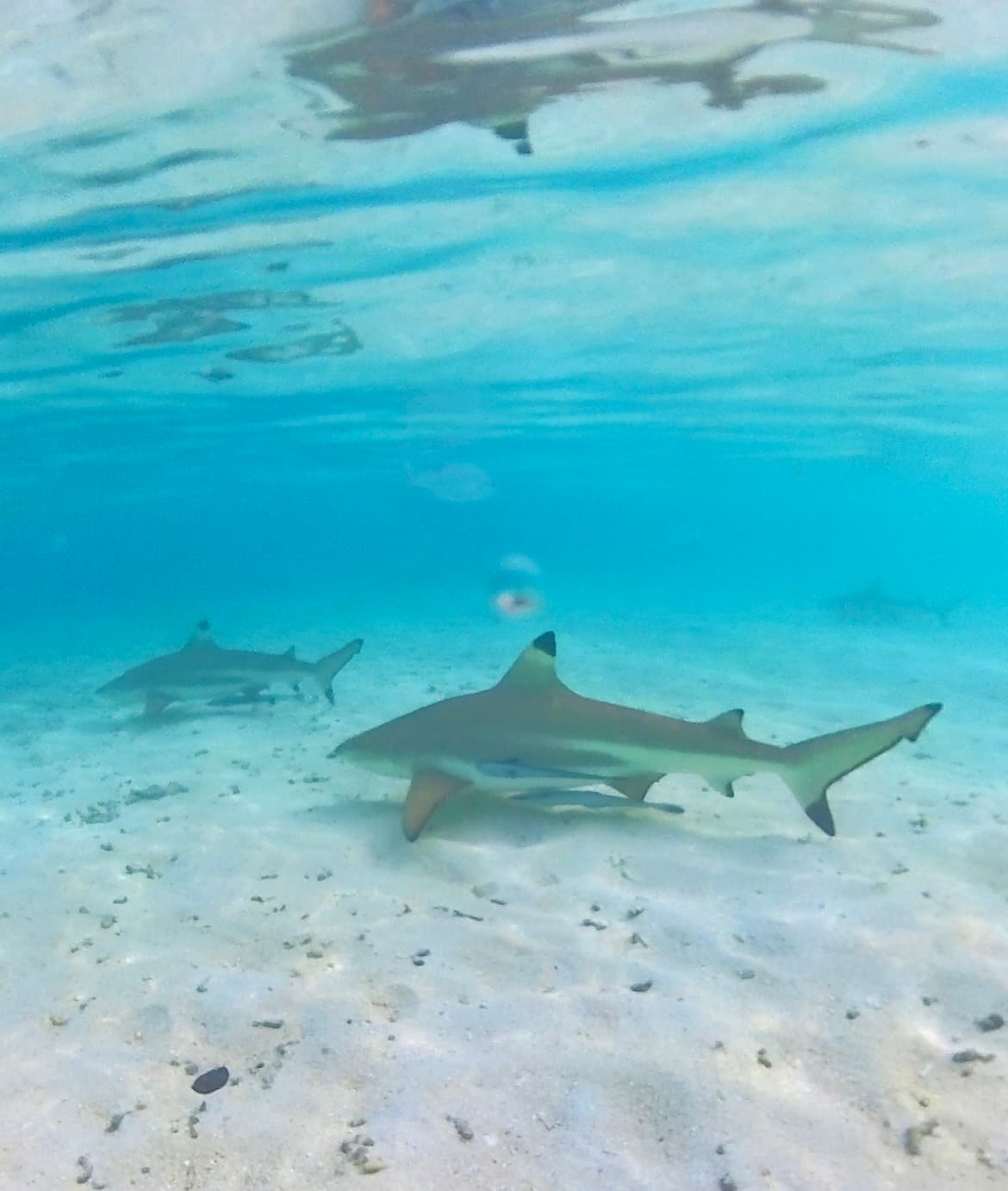 Sharks under water in the ocean.