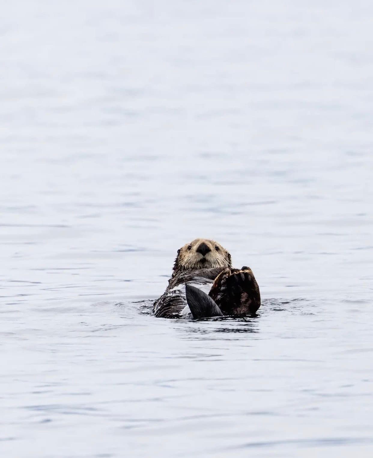An otter floating on its back on the water.