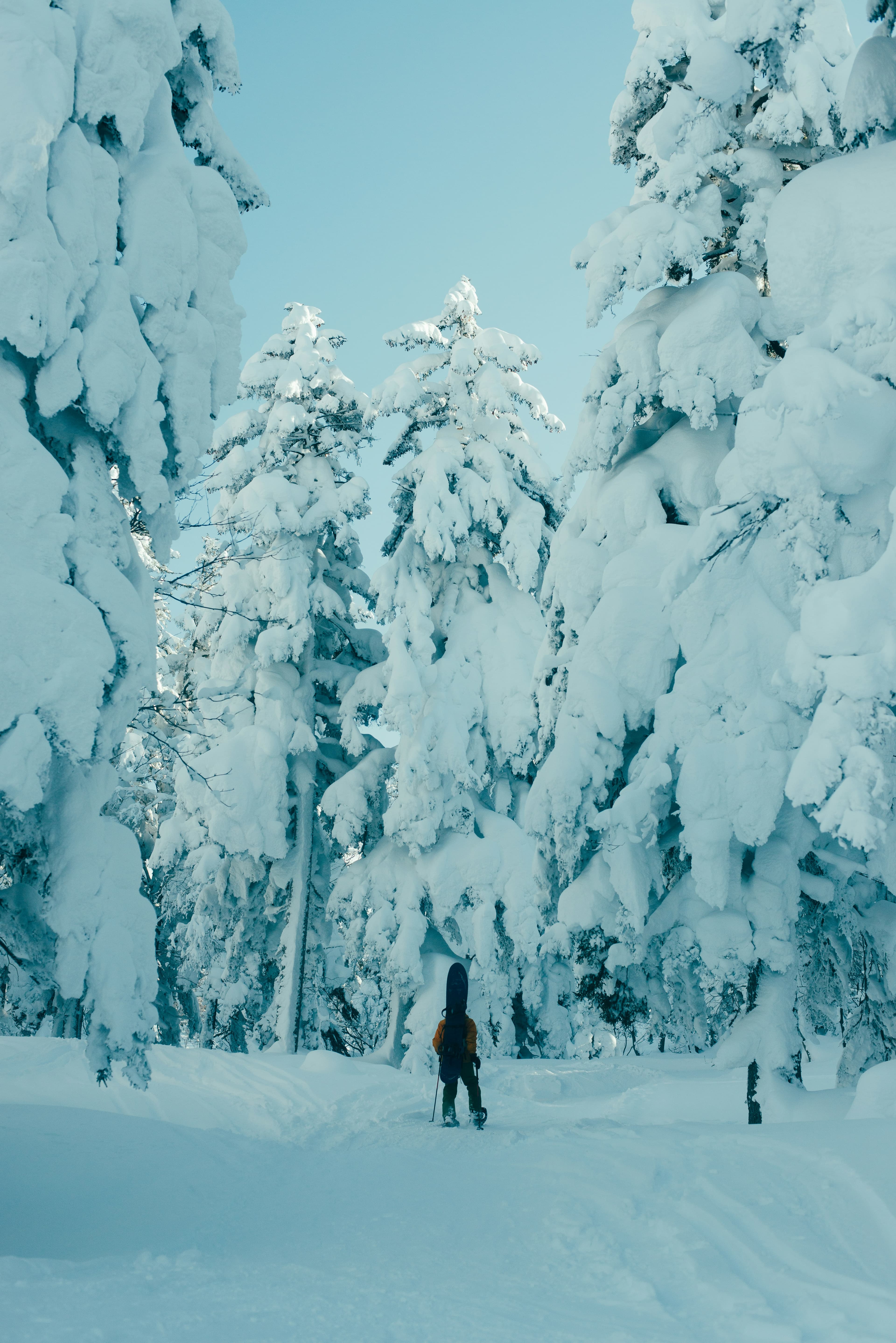 A person walking amidst snowy terrain and thick snow covered pine trees.