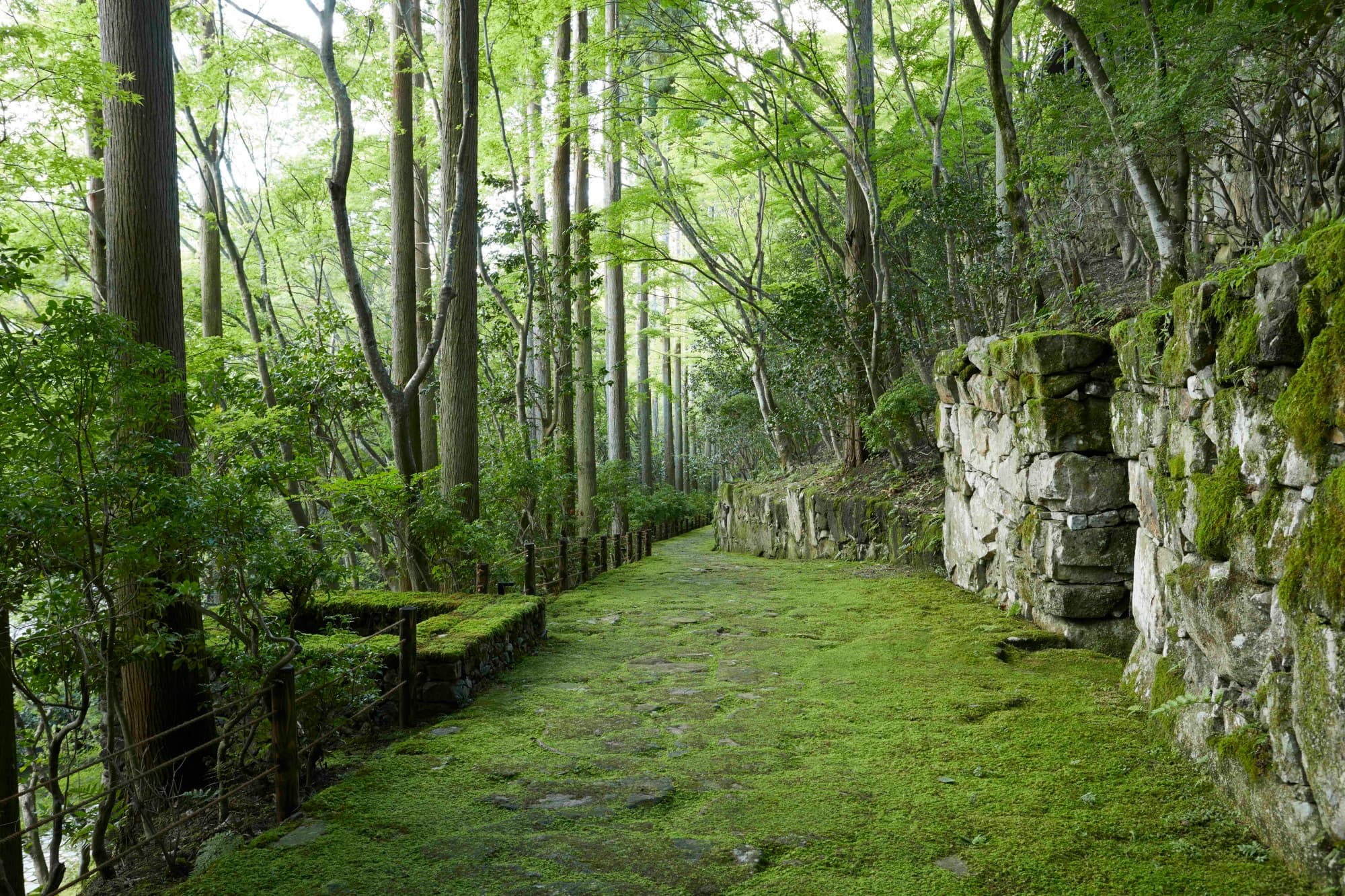 a grassy hidden expanse in a lush forest