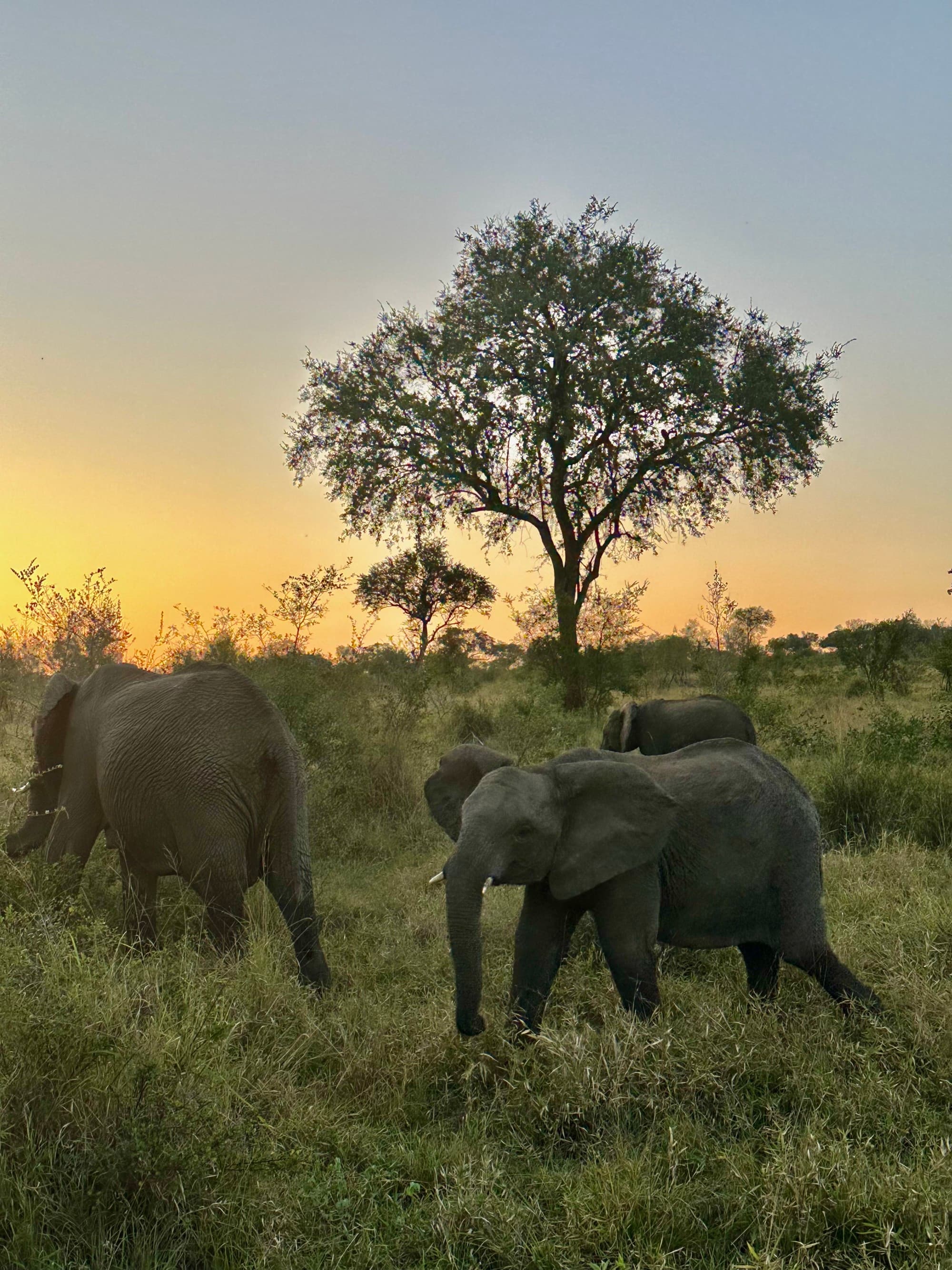 Elephants during a sunset game drive at Sabi Sabi Earth Lodge