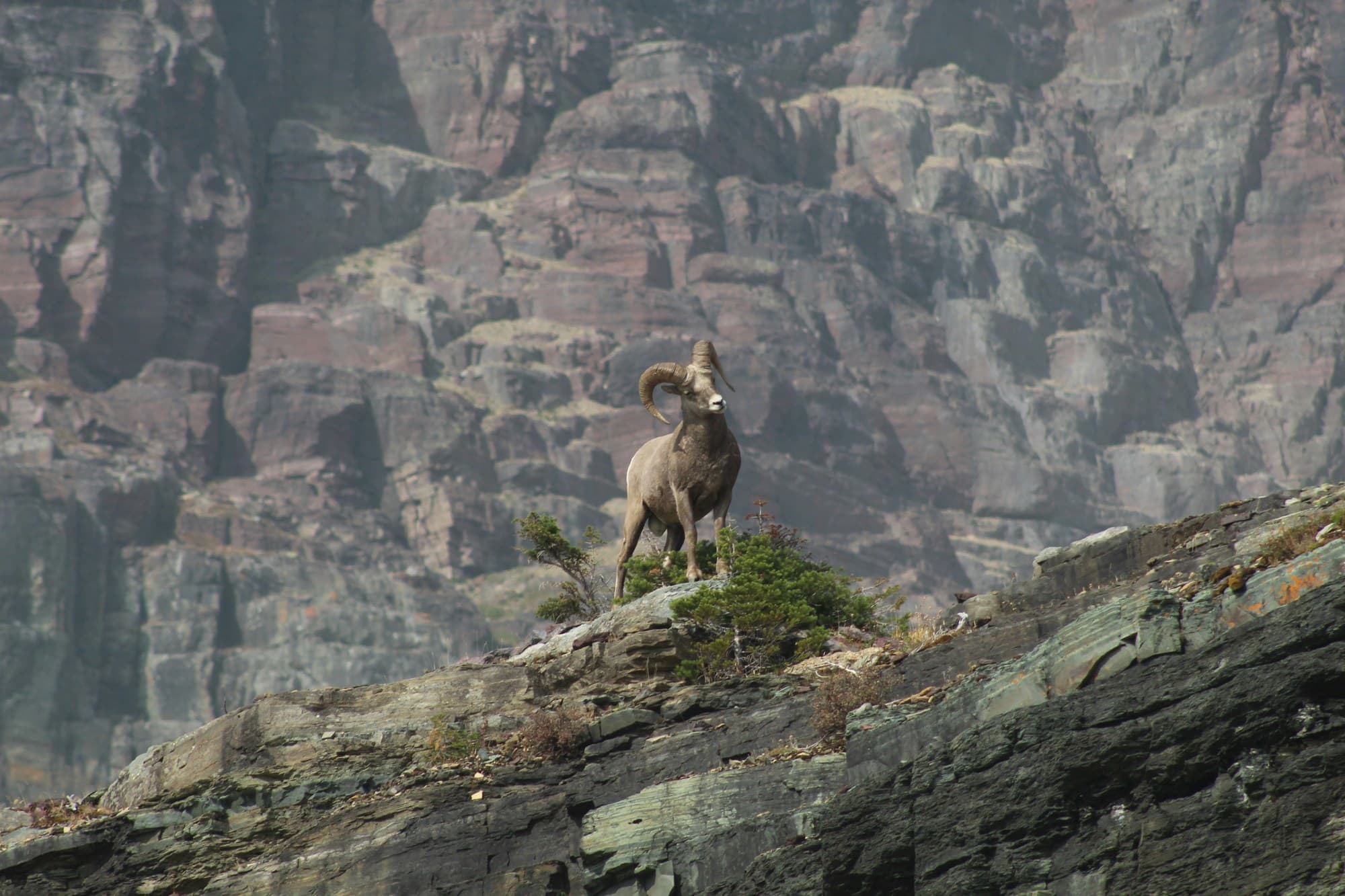 mountain ram with large horns poised on a rock