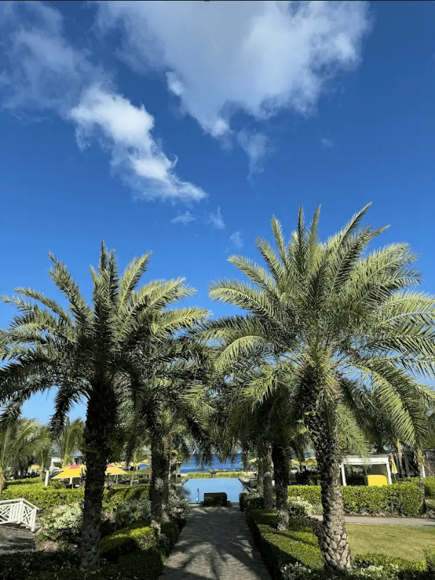Two rows of palm trees along a path leading to the Family Pool at Four Seasons Resort Nevis on a sunny day.