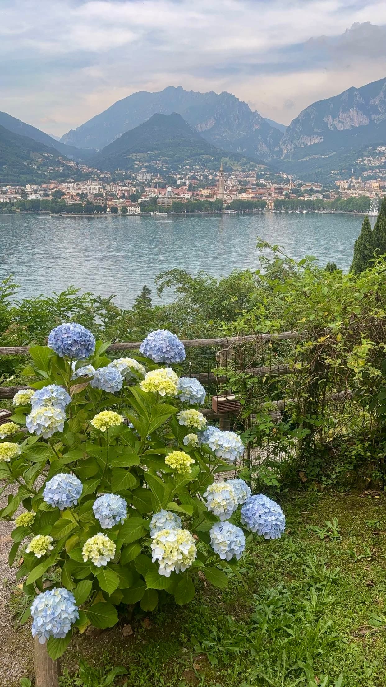 Hydrangea bushes with a lake and mountains in the background.