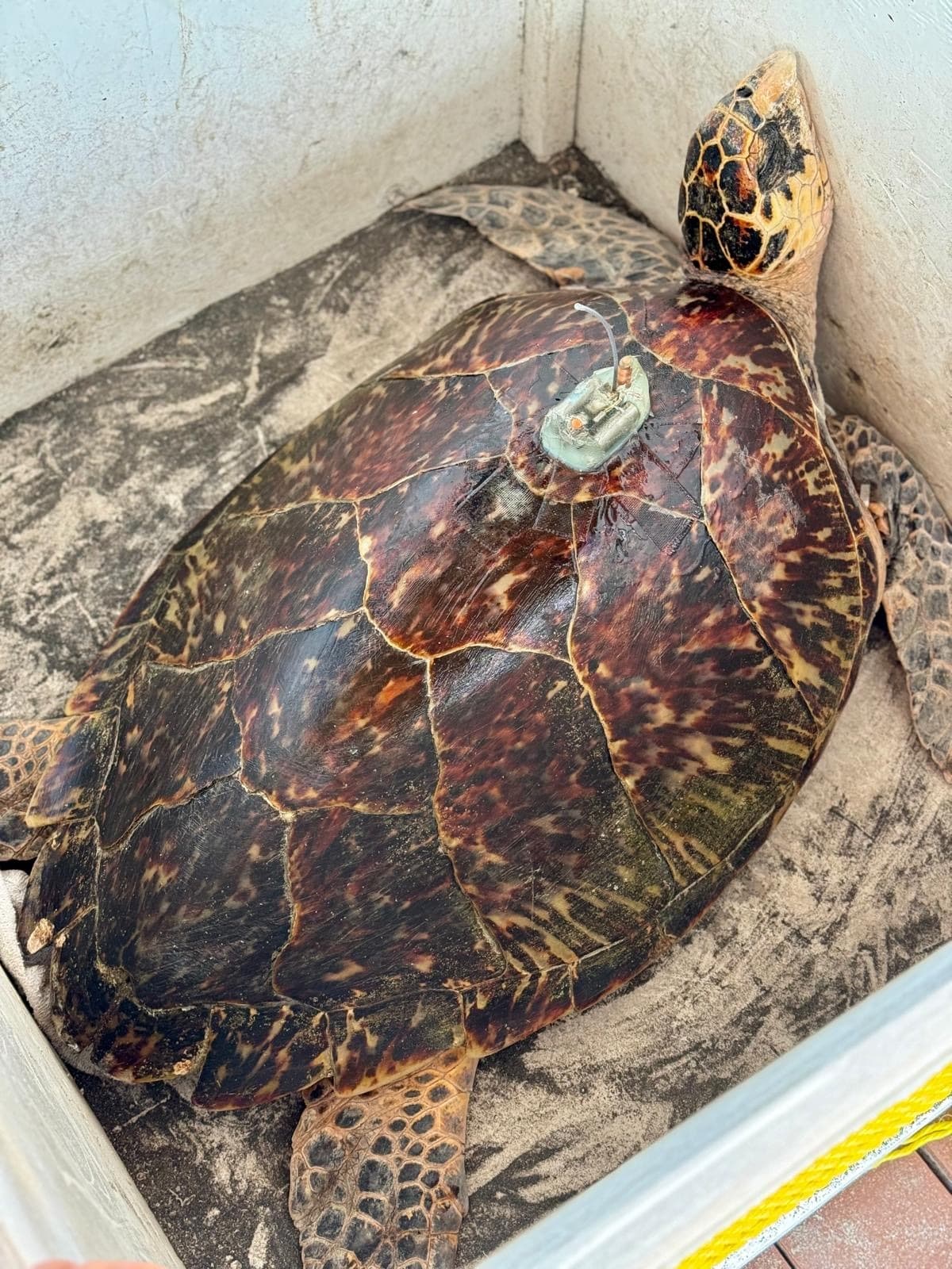aerial view of a hawsbill sea turtle with a small satellite on her shell