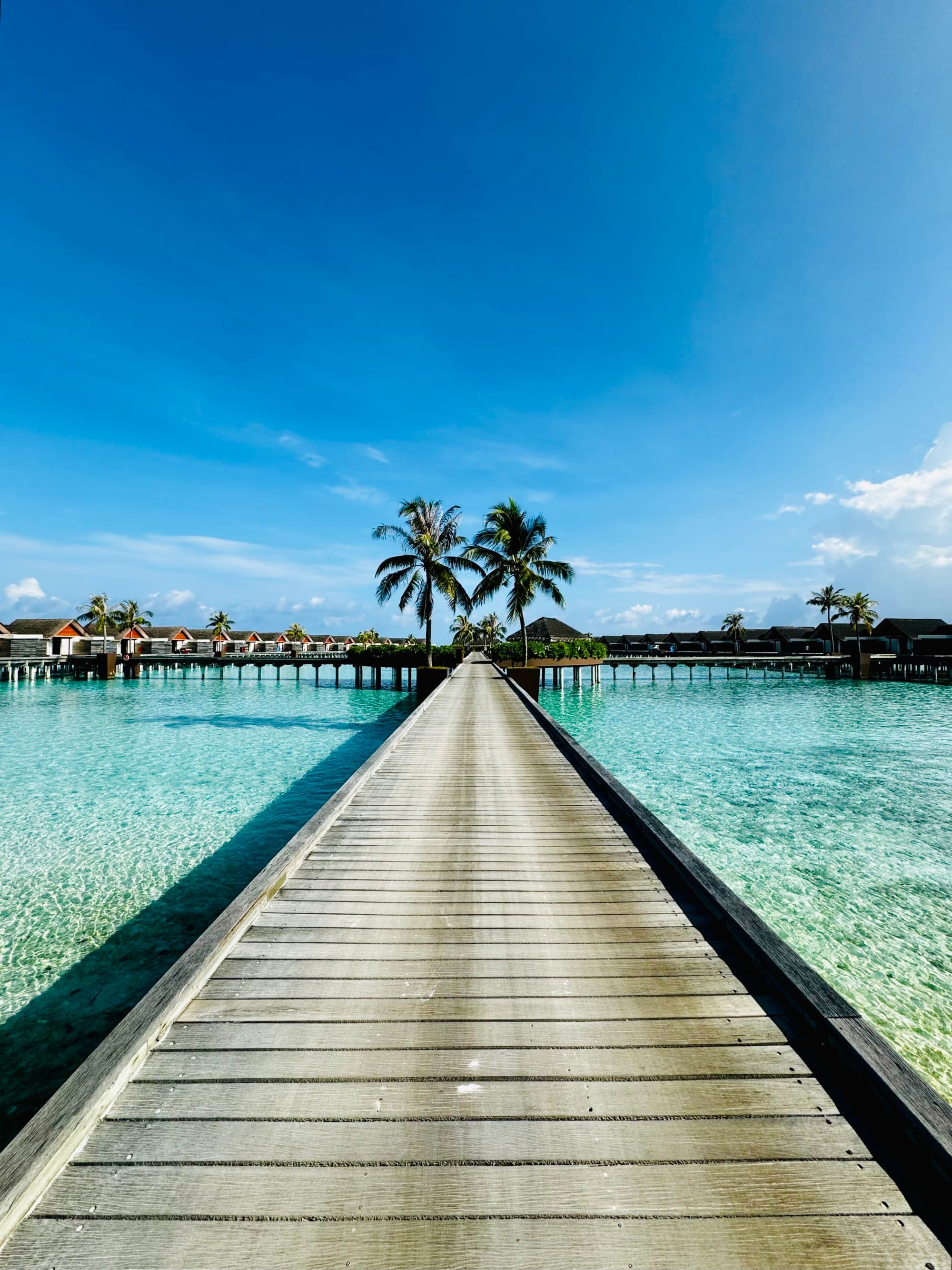 Boardwalk over water with palm trees in the distance.