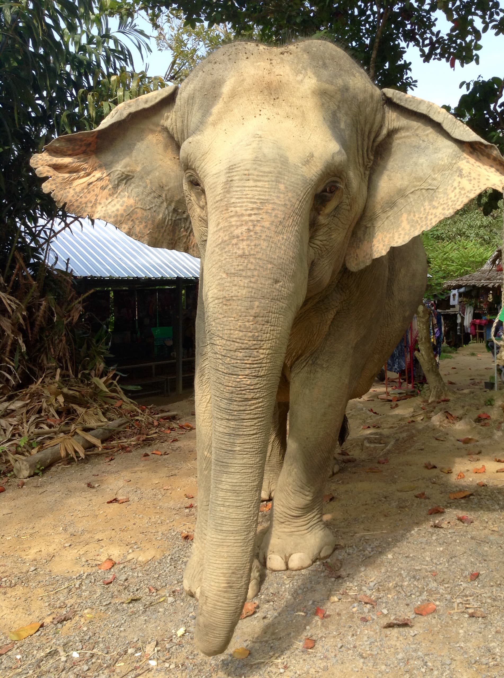 Close up of an elephant.