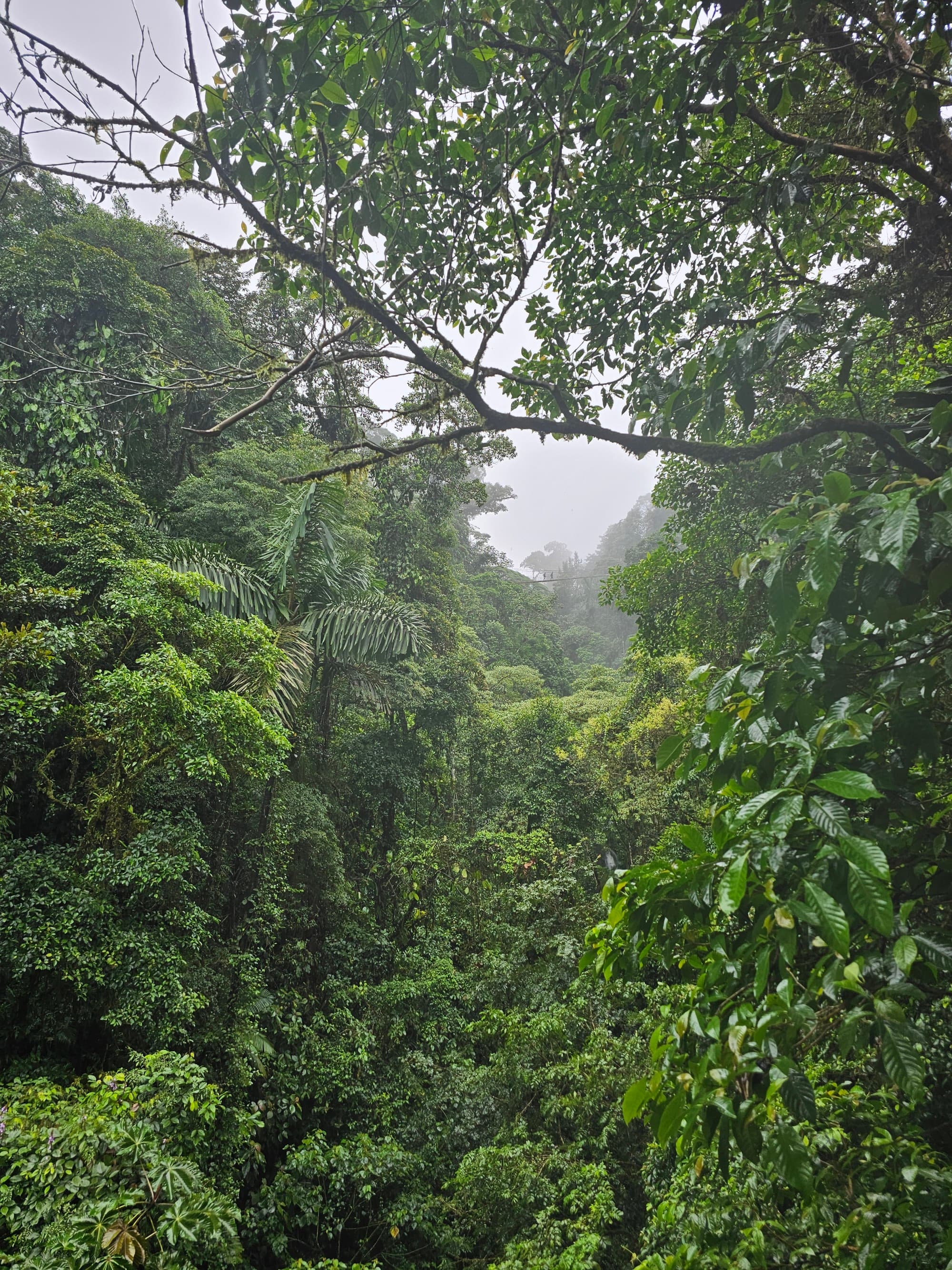 A lush green forest during the daytime