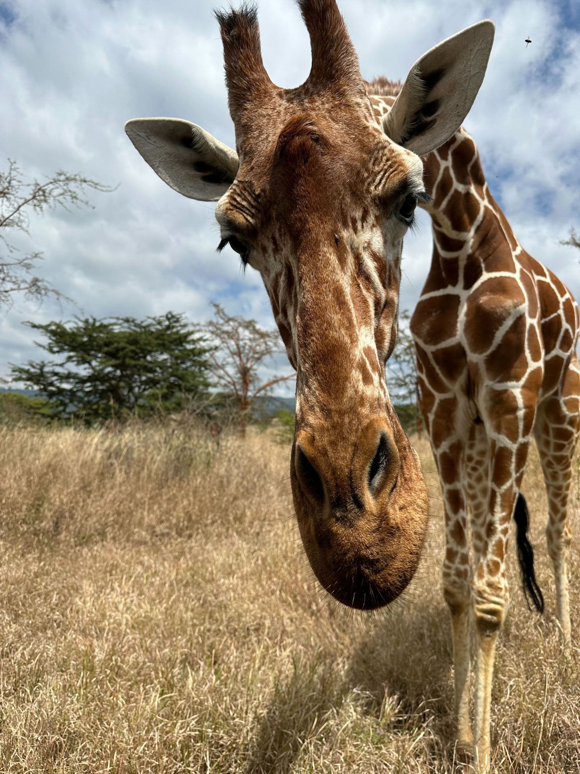 a close-up of a curious giraffe