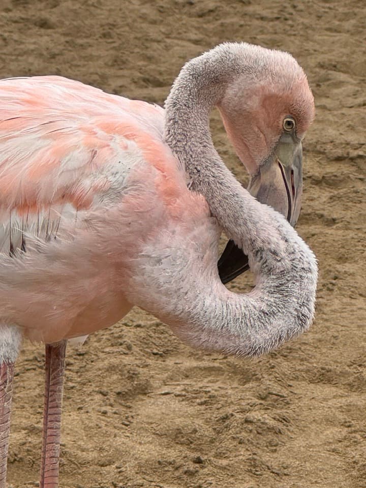 A flamingo grooms itself near the sandy shore on a sunny day.