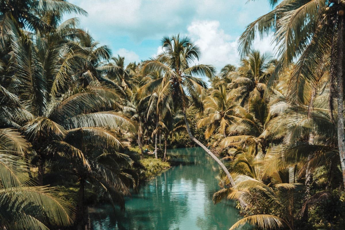 Scene of turquoise river with palm trees in tropical island.