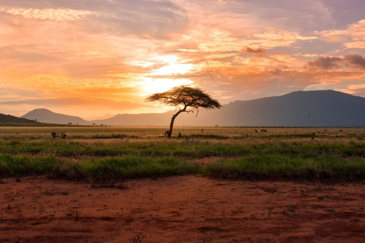 Large tree between vast land in front of mountains.