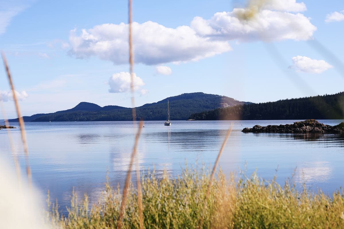Green grass near a body of water