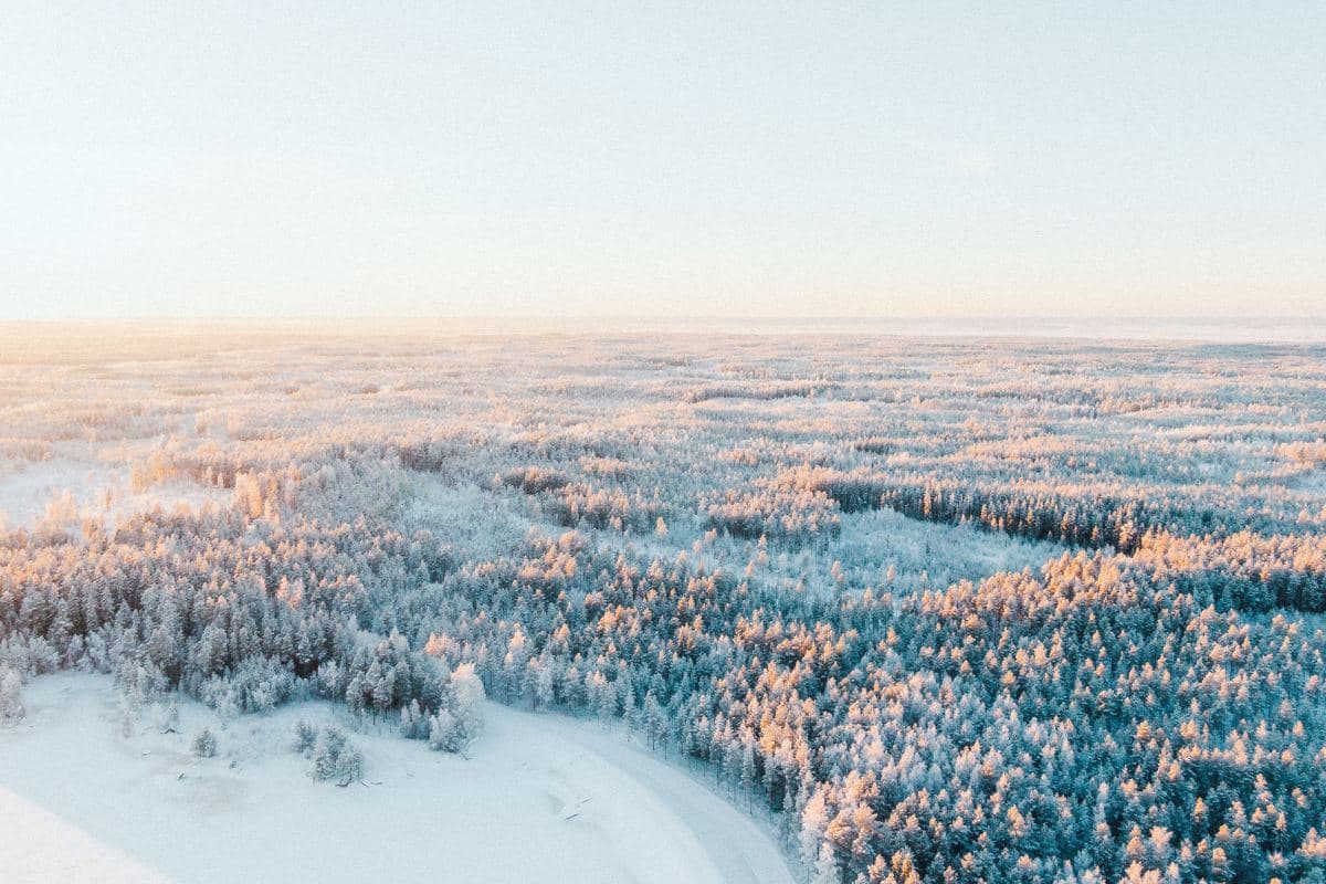 Snow-covered trees during daytime.