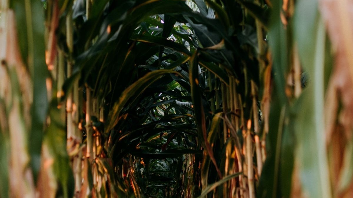 Low view of corn fields during daytime.