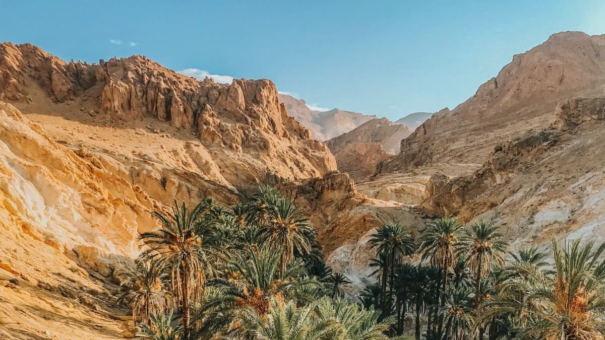 Trees in between mountain ranges