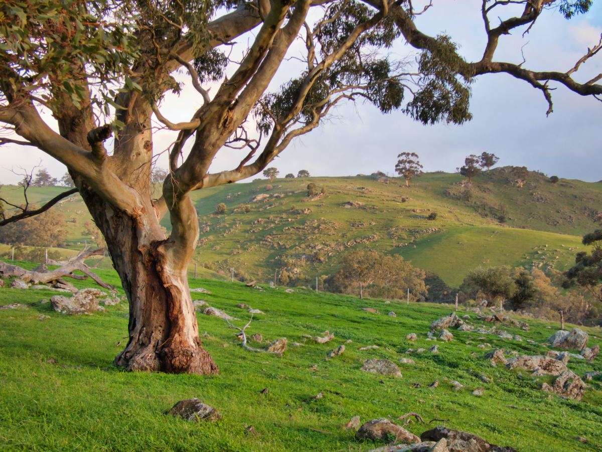 Brown trees on green grass field during daytime