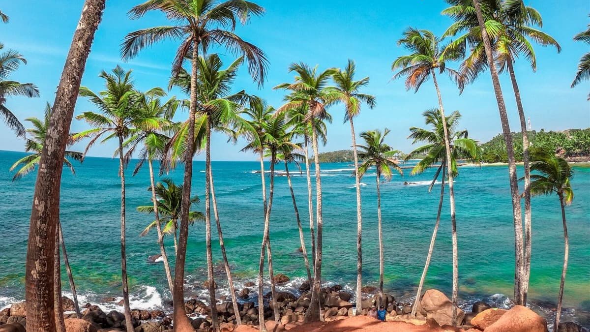 Palm trees on the beach in front of water.