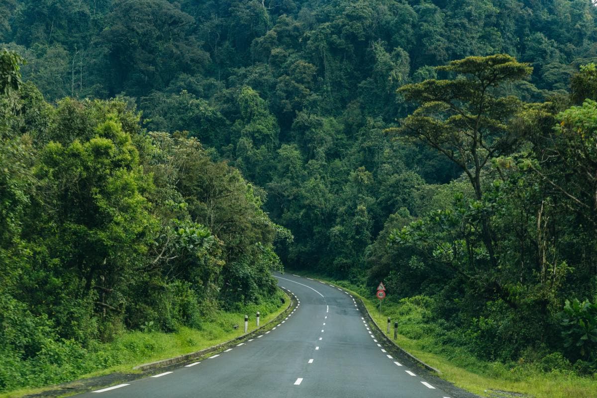 Street lined by trees winds into the forest in Rwanda