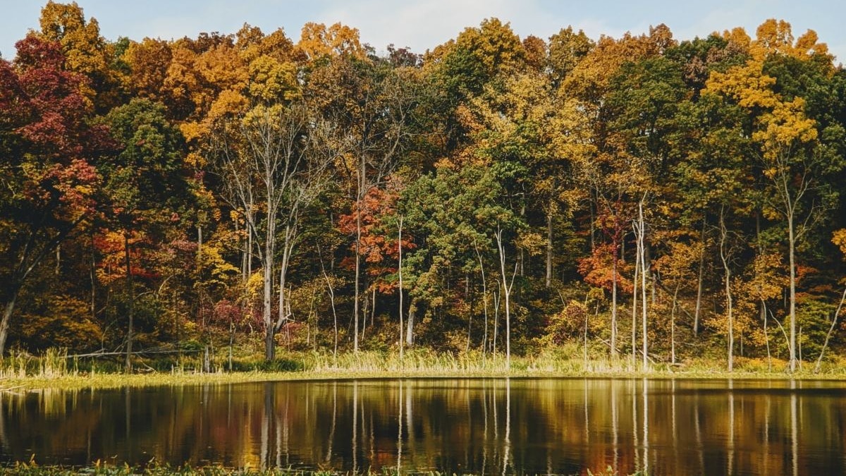 Brown and green trees beside lake