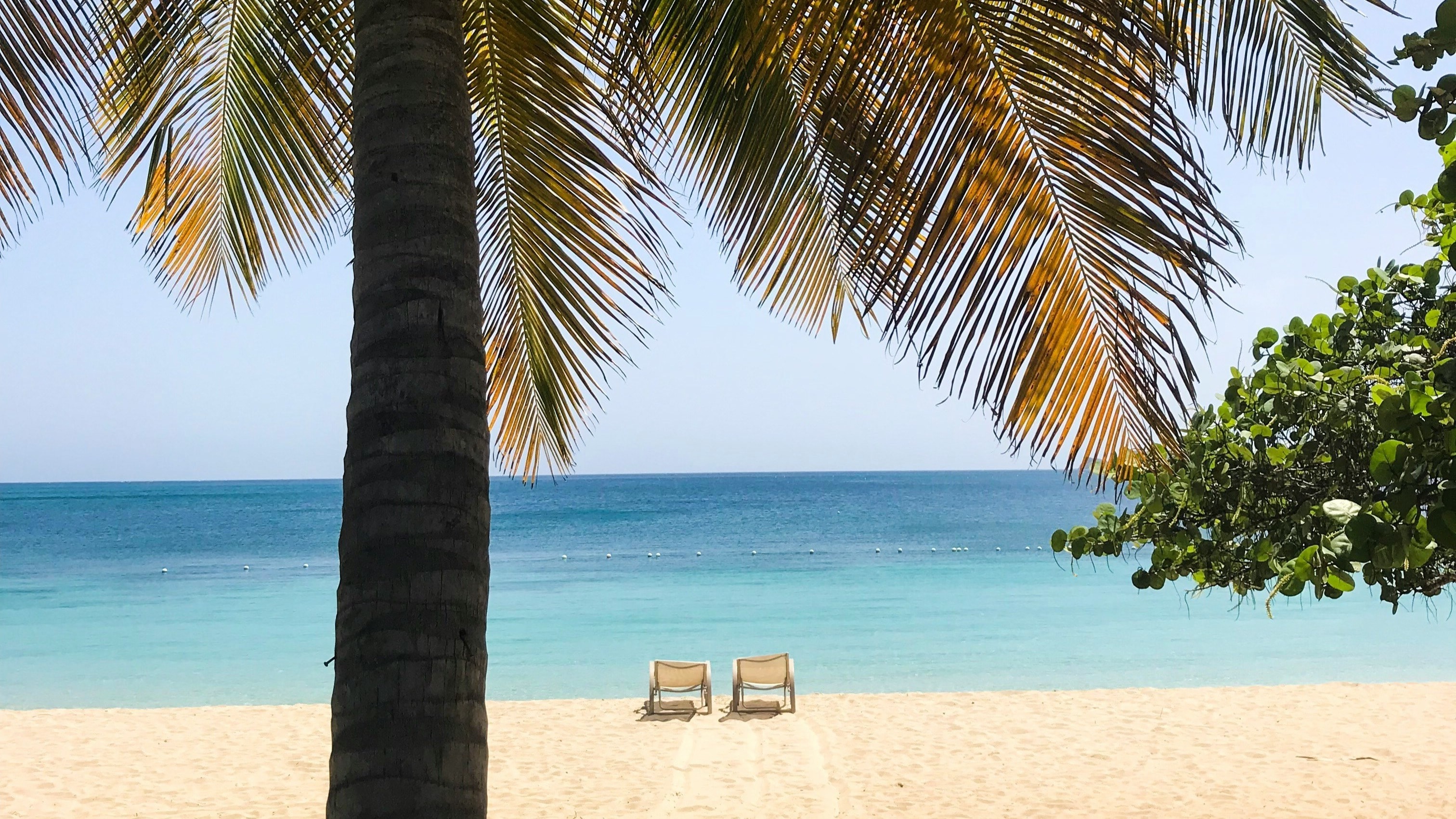 A view of two lounge chairs at the shoreline on a beach with a large palm tree in the forefront and the light blue ocean in the distance.