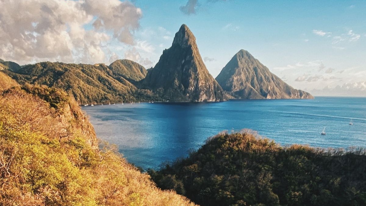 Green and brown trees near body of water and mountains.
