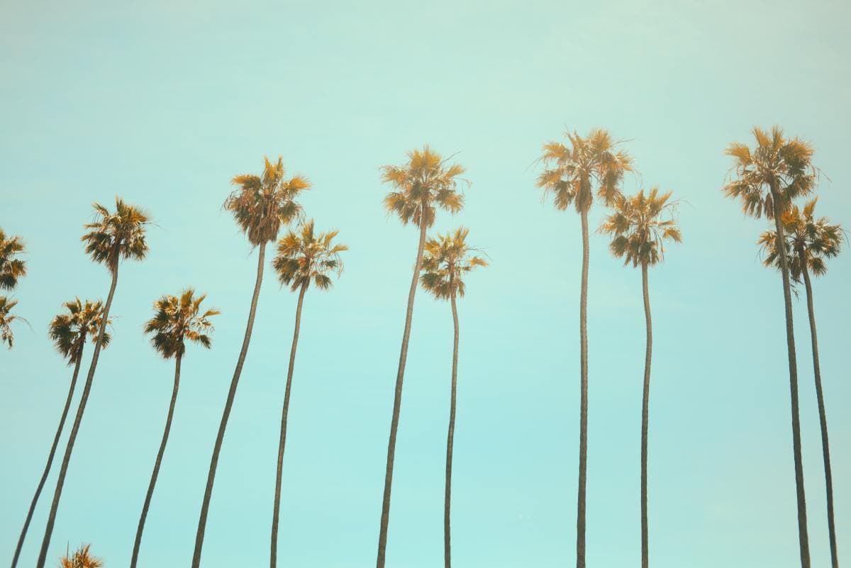 Tall palm trees over clear sky blue sky in Venice, CA.