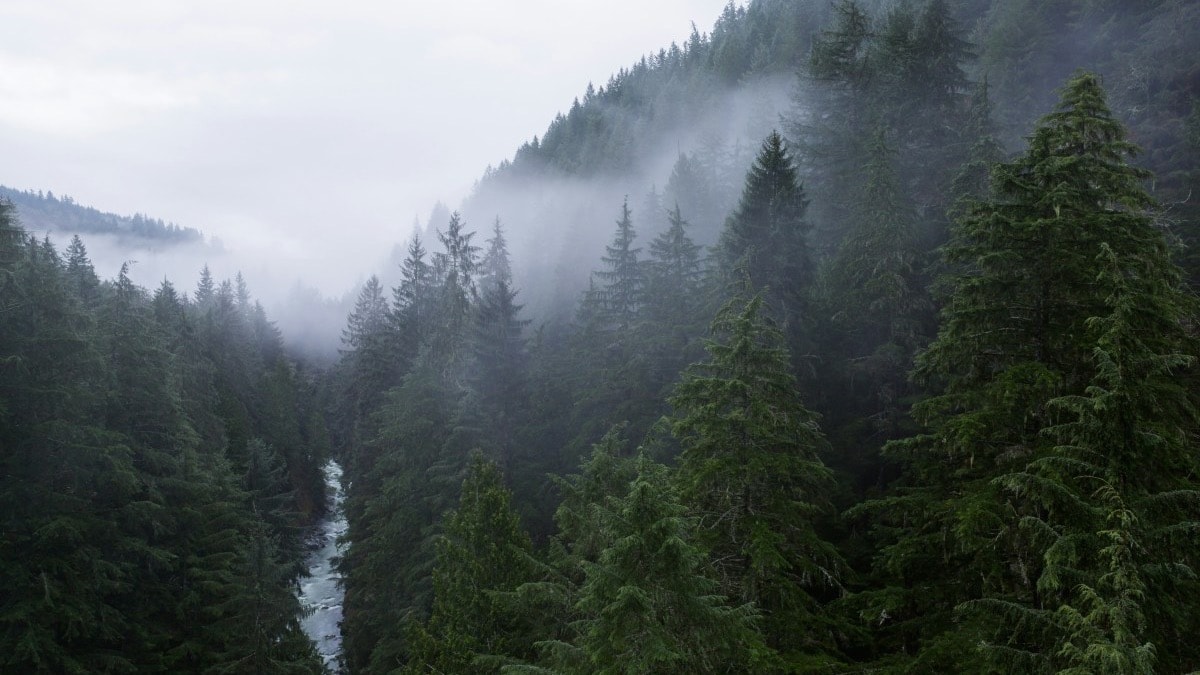 Beautiful view of mist floating through tall green trees in the mountains on a cloudy day