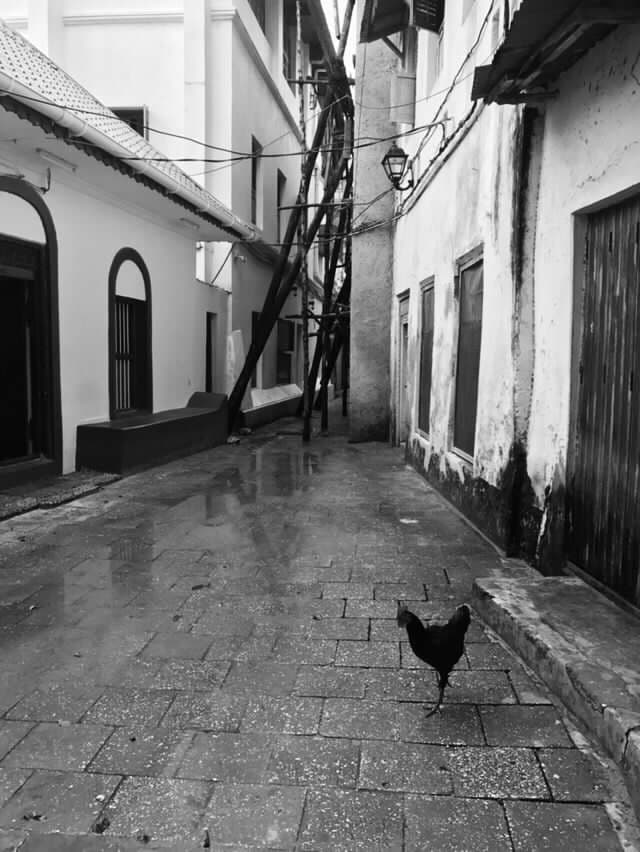 Black and white photo of an alleyway between buildings with a chicken in the street