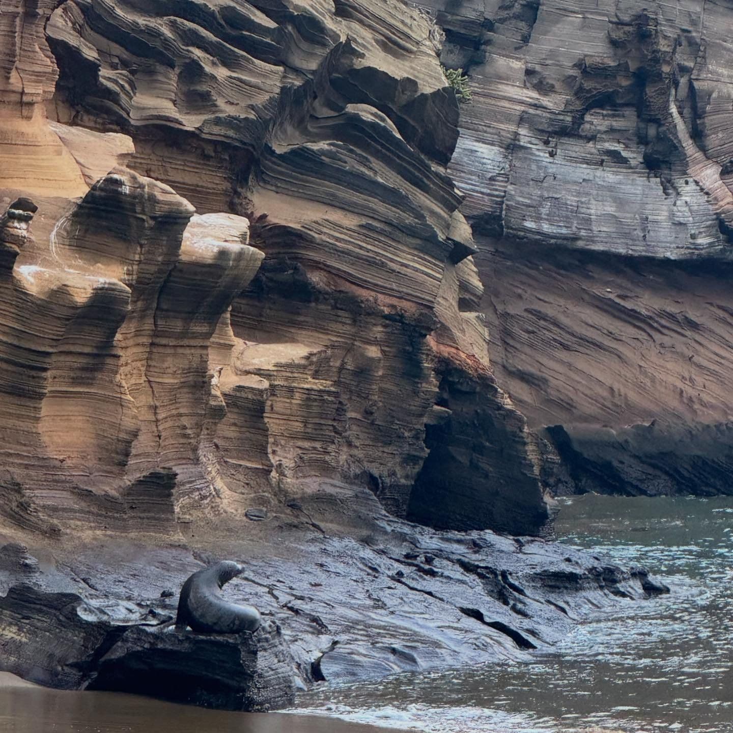 Sea lions abound on a rocky expanse on a sunny day.