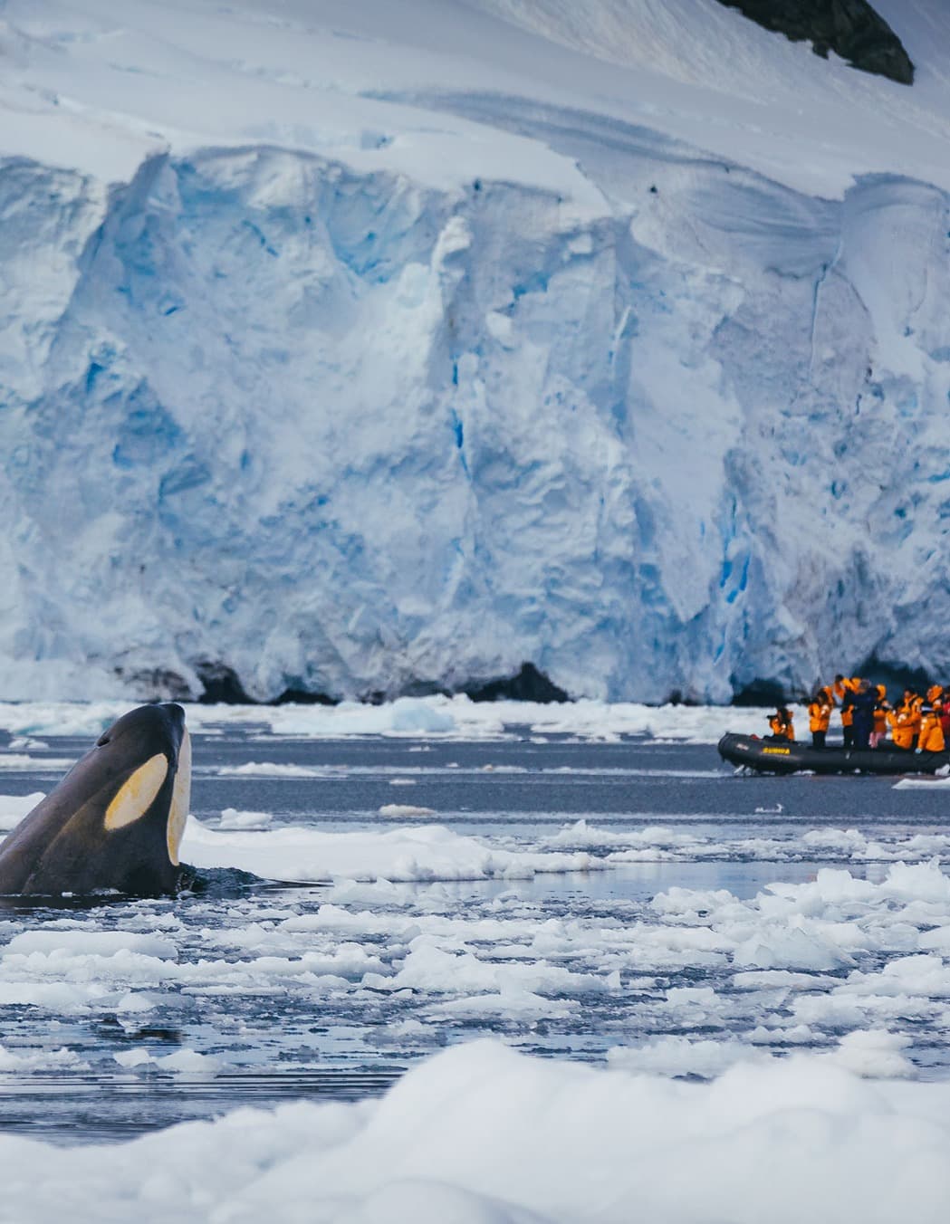 View of a snowy region with an orca whale breaking through the surface of the water.