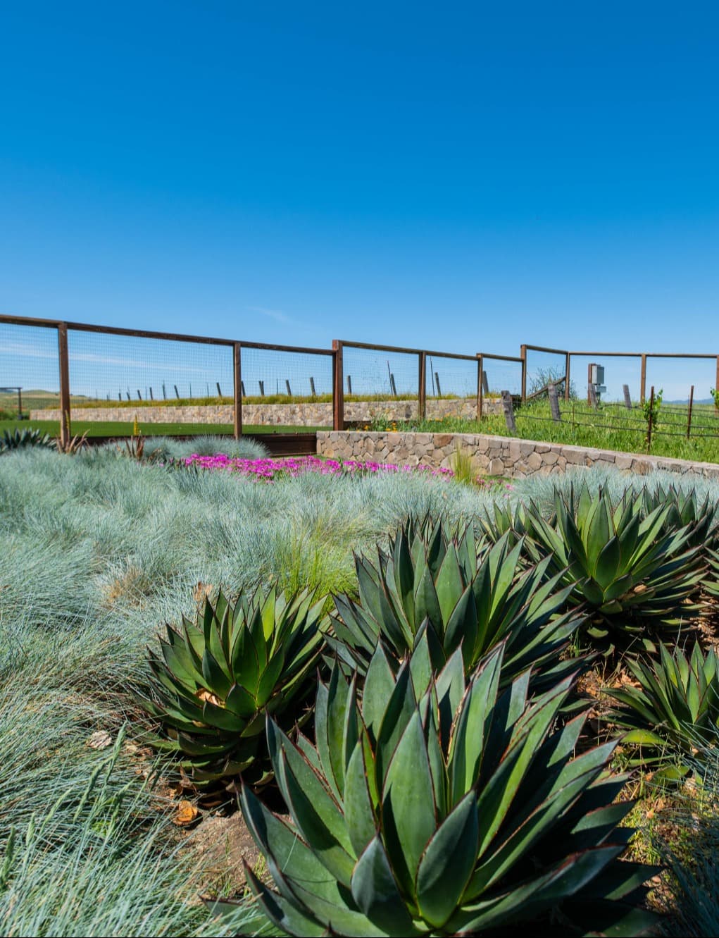 Large succulents and lavender with vineyards in the background.
