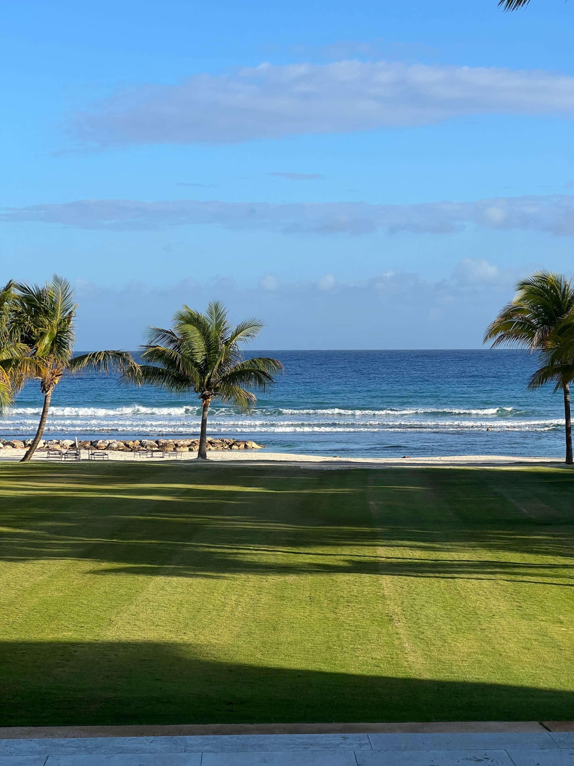Grass and palm trees with ocean behind.