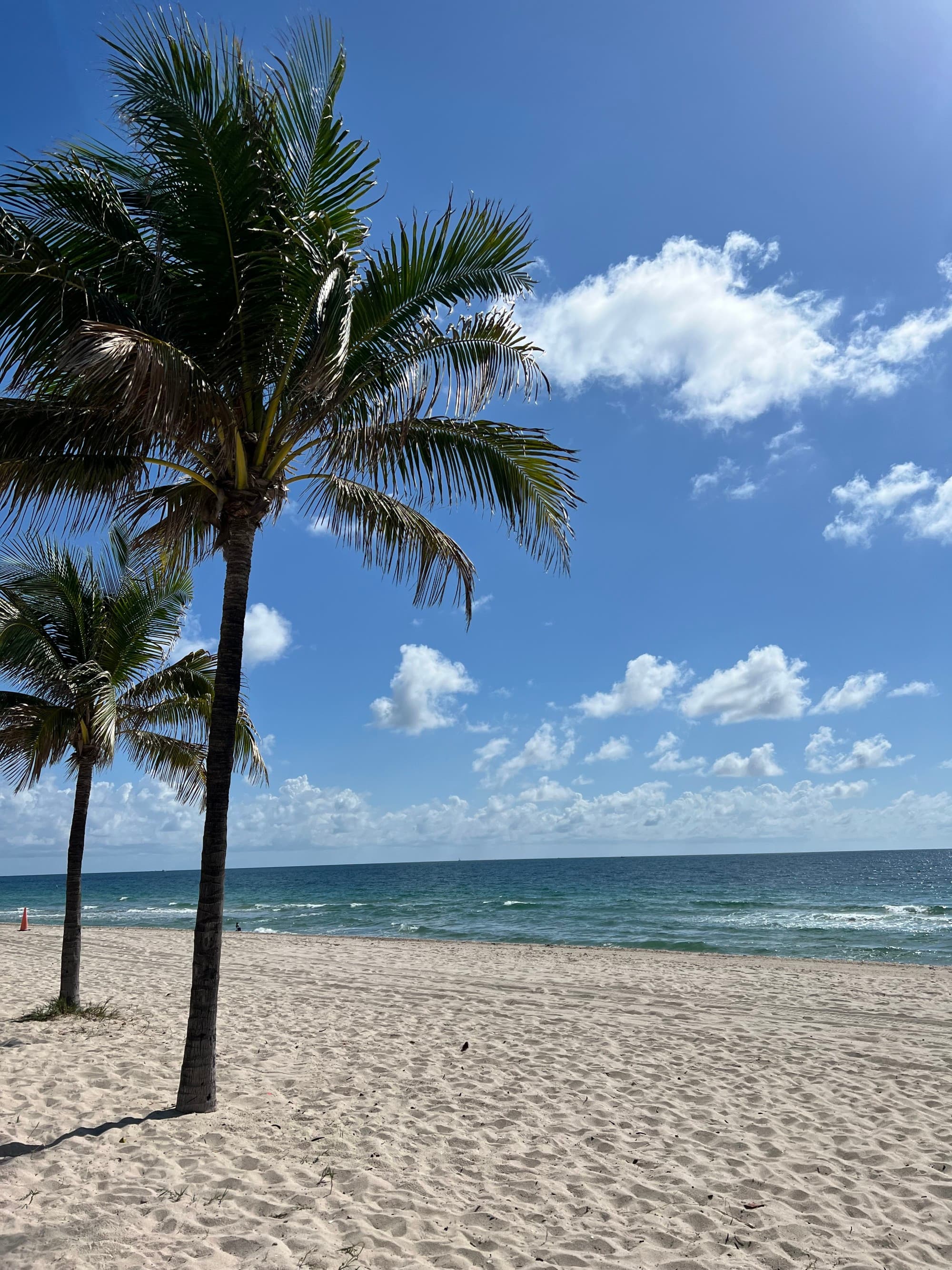 A sandy beach with palm trees on a clear day- Amanda Hooper