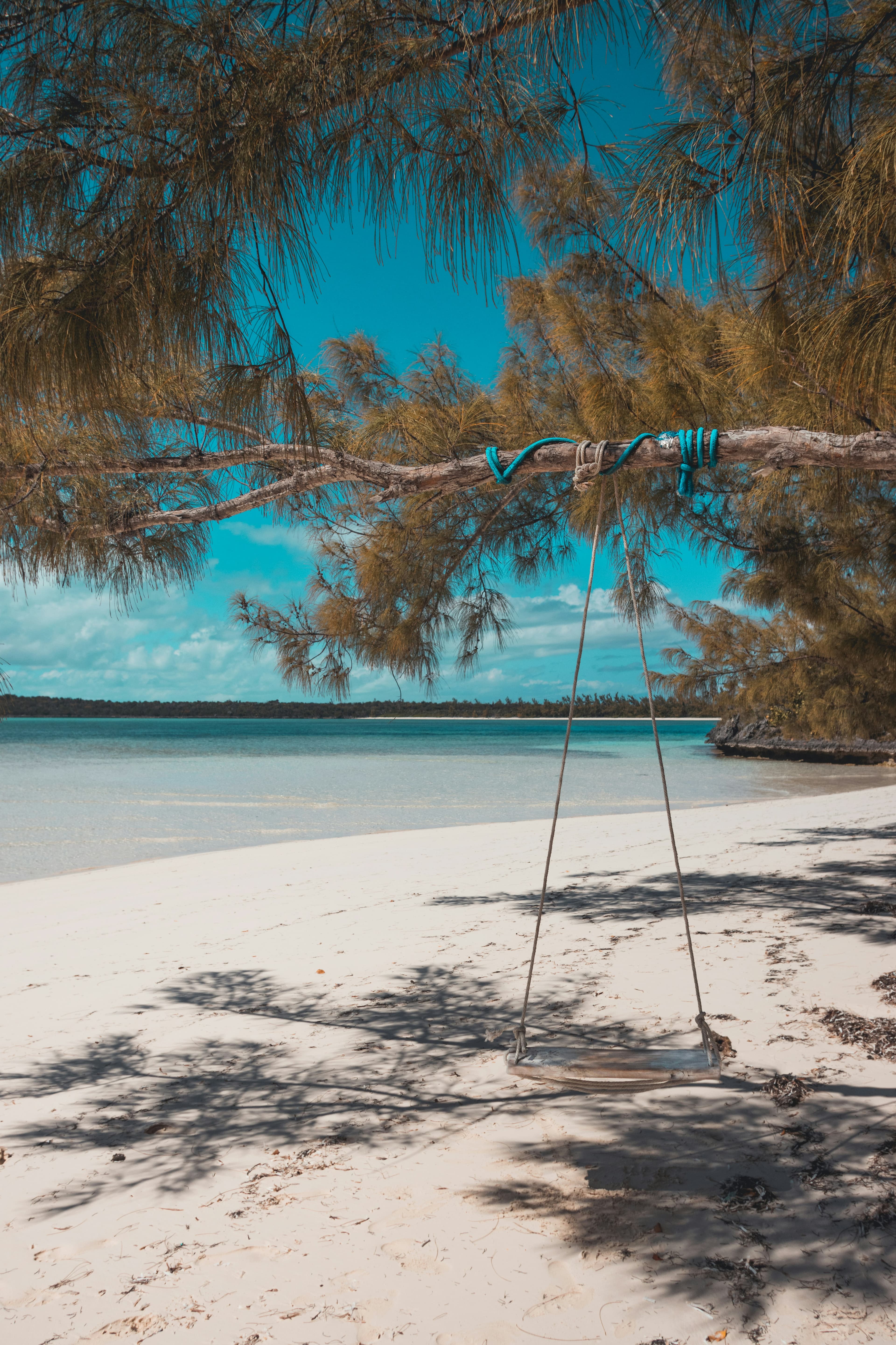 A rope swing hanging from a tree on a Bahamian beach on a sunny day.