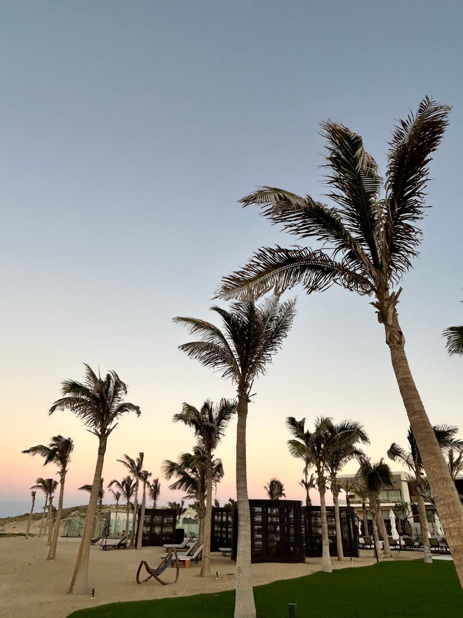 A view of palm trees scattered across a beach outside.