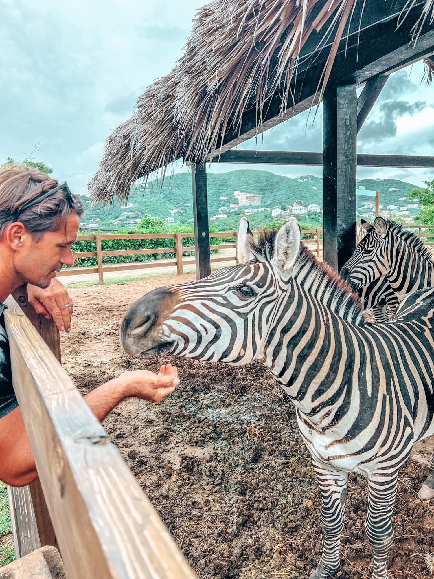 A man feeding a zebra in an outdoor sanctuary