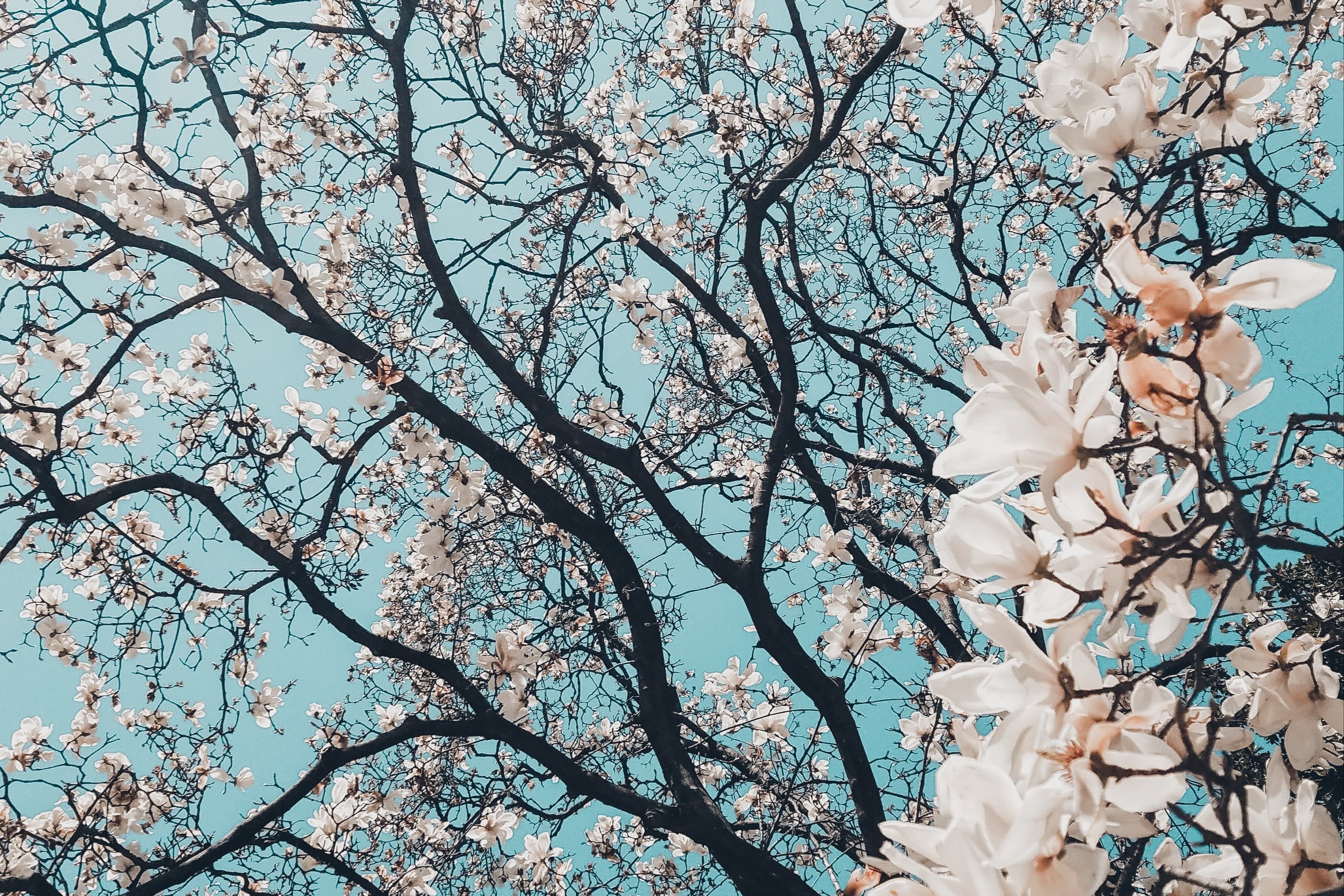 pink cherry blossoms against an ice-blue sky