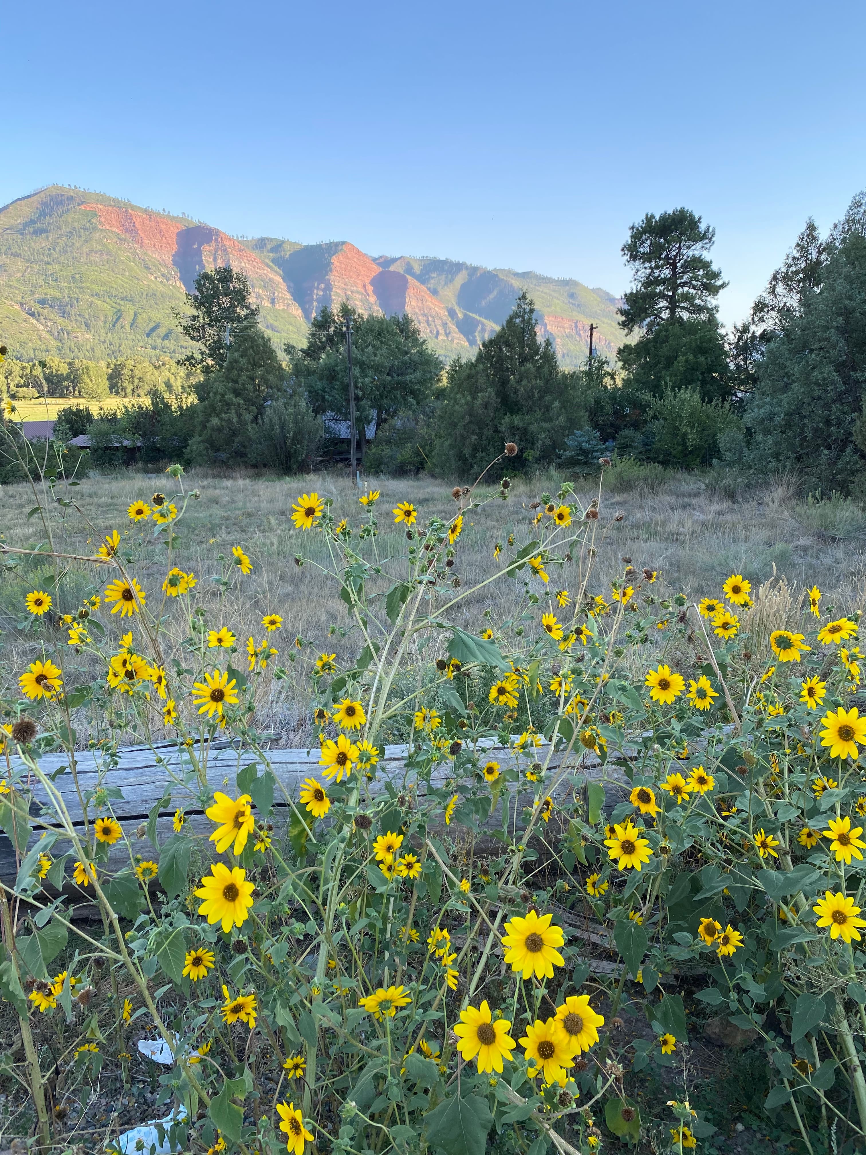Beautiful view of sunflowers