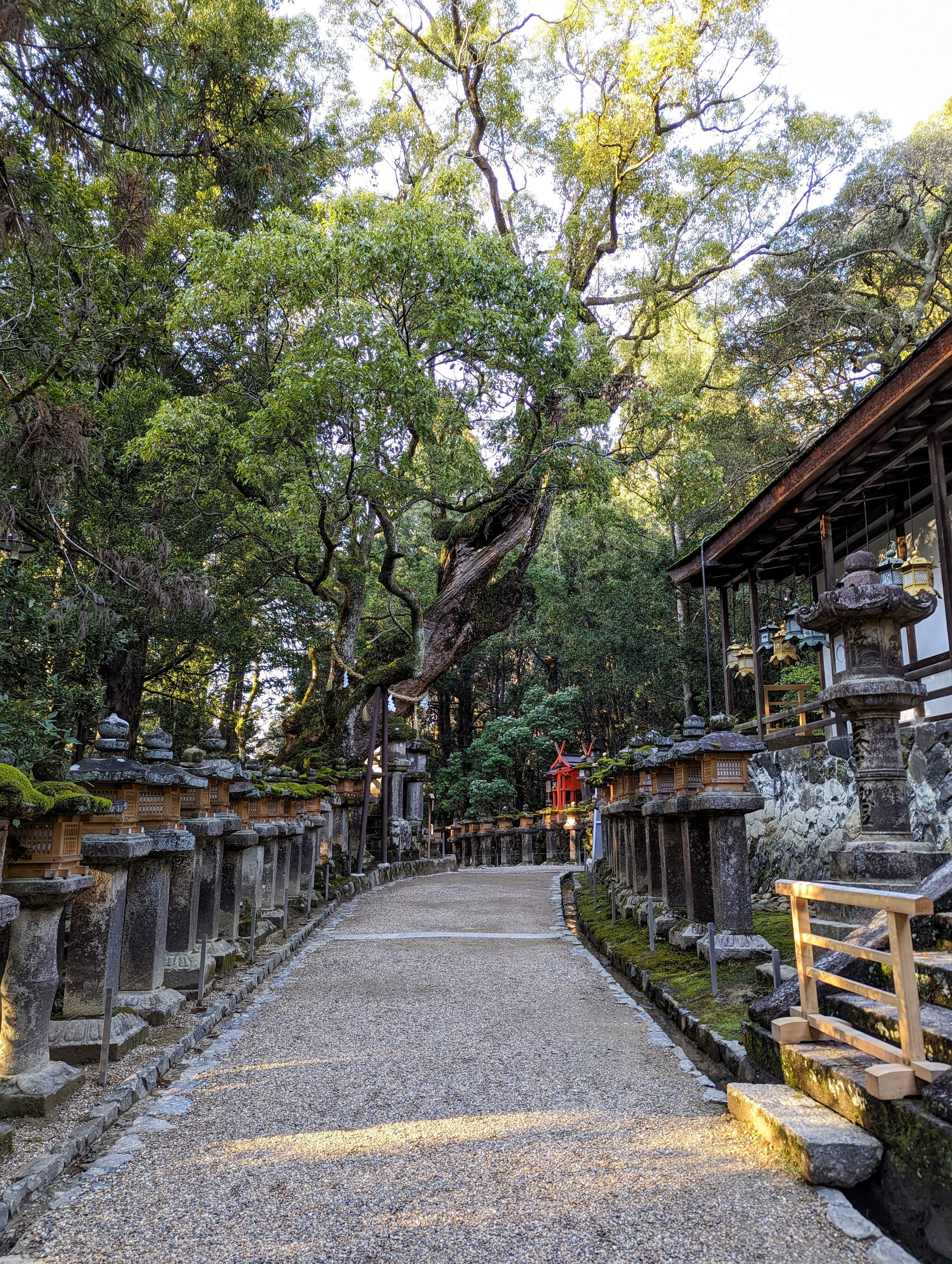 A pebbly path leading to a large tree. There is a building on the right and various stone statues in the surrounding area.