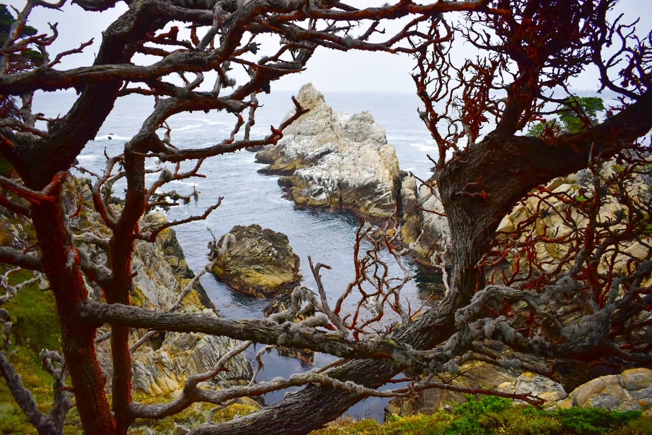 View of sea behind the tree