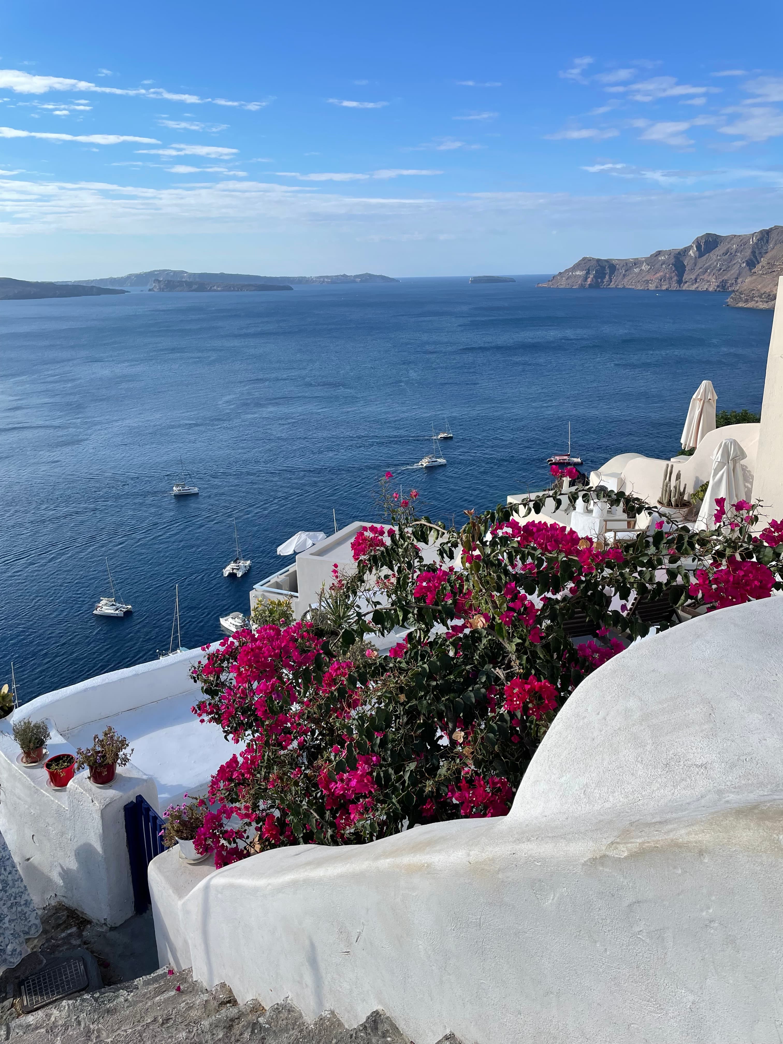 Beautiful view of the caldera of Santorini with pink flowers