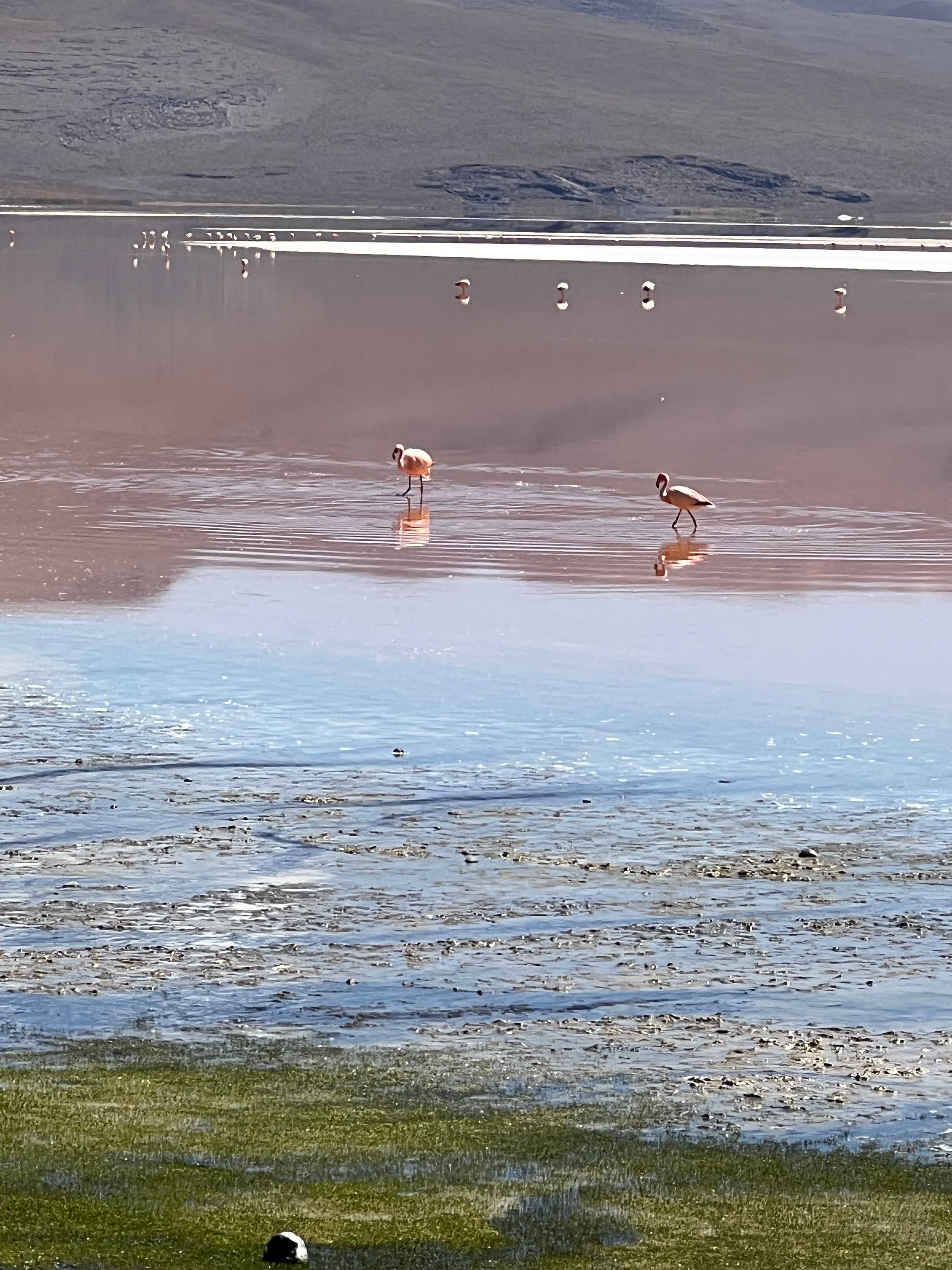 Beautiful view of lake with flamingo
