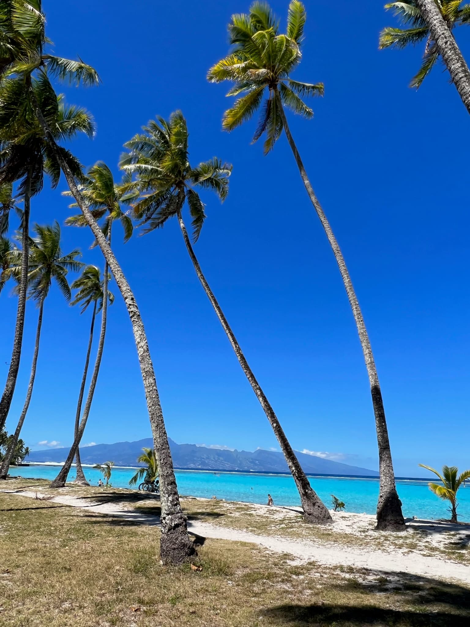Beautiful view of palm trees at beach