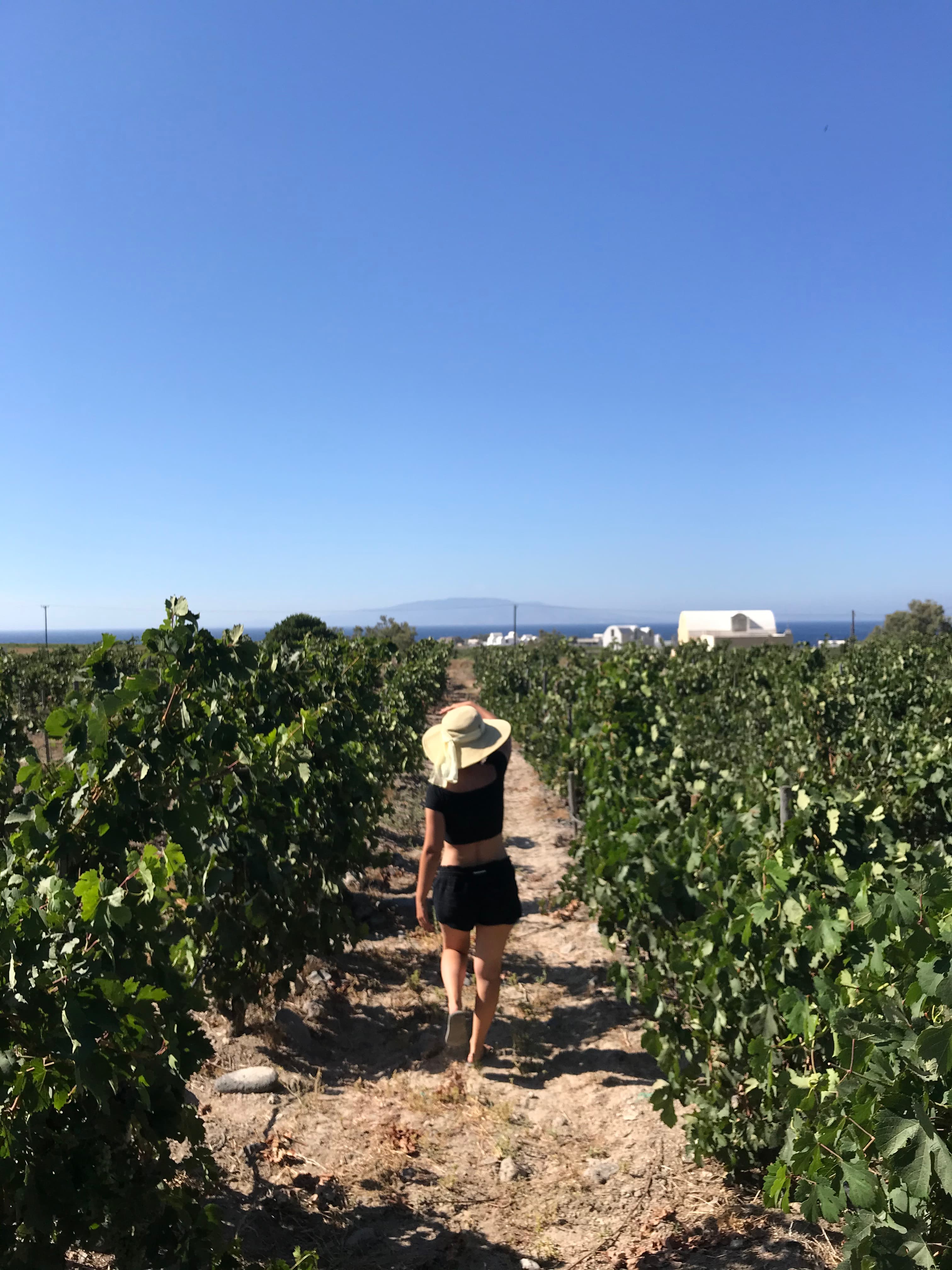 Picture of girl walking in vineyard